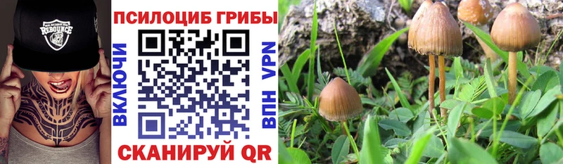 Псилоцибиновые грибы MAGIC MUSHROOMS  Купить закладки  Черепаново 